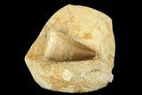 Mosasaur (Prognathodon) Tooth In Rock - Morocco #179330-1